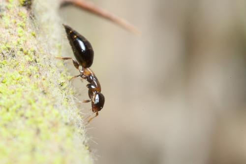 Sclerodermus sp.